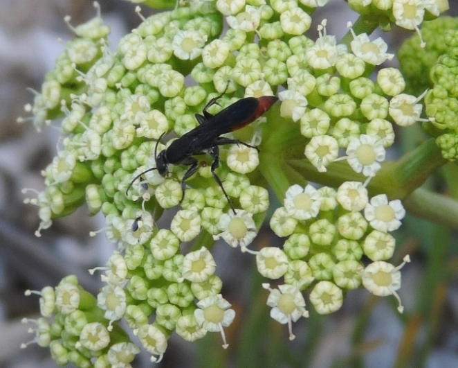 Pompilidae dall''addome rosso (probabile Aporus sp.)